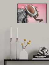 "House fly" Poster och Canvastavla