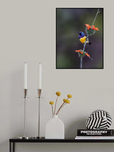 Variable Sunbird Poster och Canvastavla