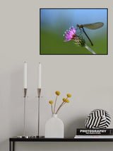 The dragonfly Poster och Canvastavla