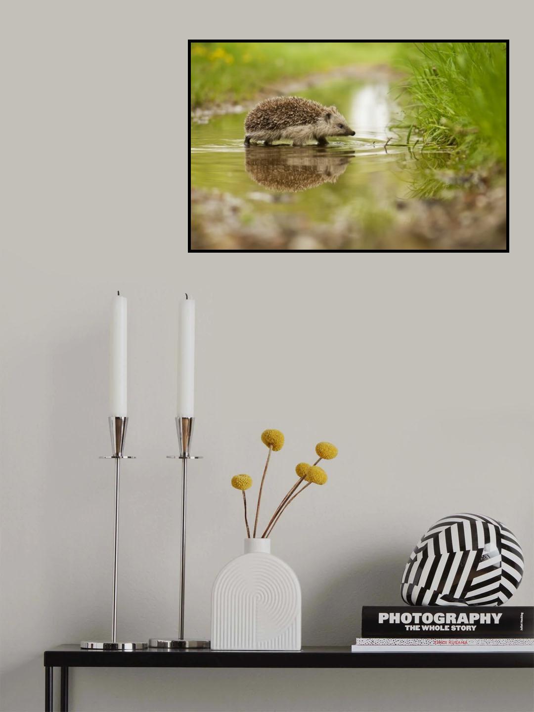 Hedgehog Poster och Canvastavla