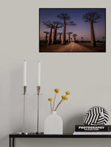 Allée des Baobabs Poster och Canvastavla