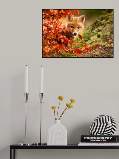 Fox Poster och Canvastavla