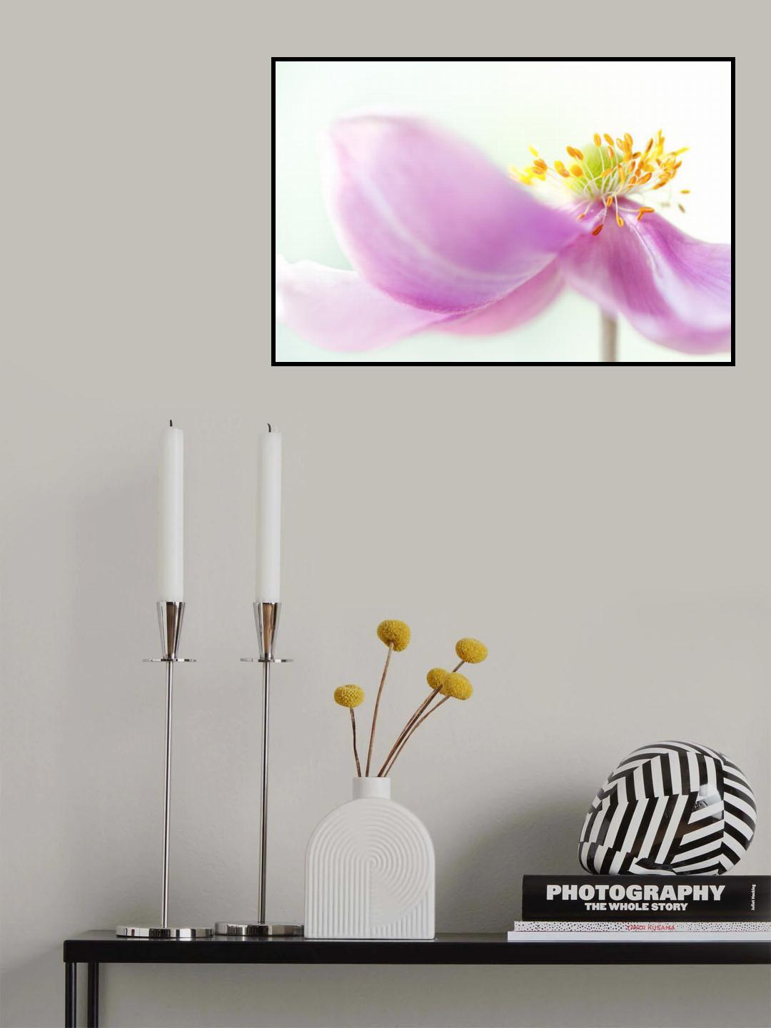 *Anemone* Poster och Canvastavla
