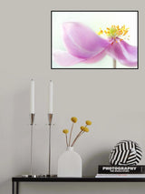 *Anemone* Poster och Canvastavla
