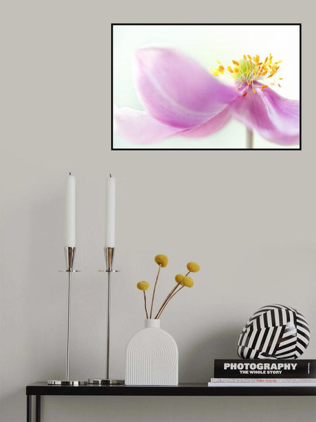 *Anemone* Poster och Canvastavla
