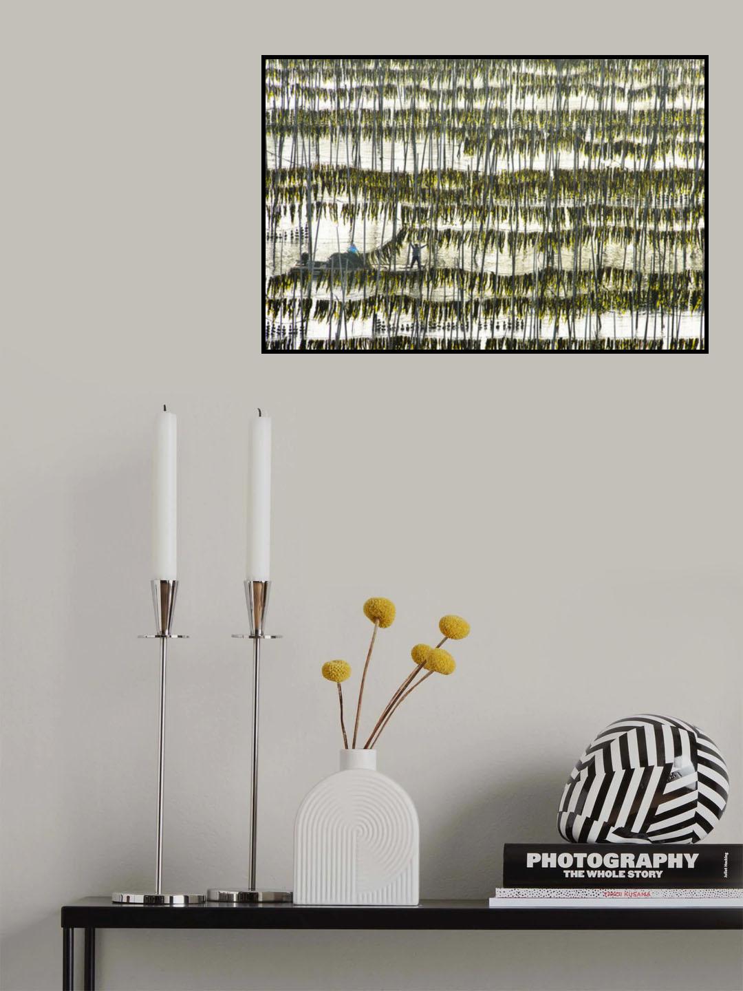 Harvesting kelp Poster och Canvastavla