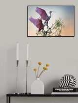 Two Roseate Spoonbills Poster och Canvastavla