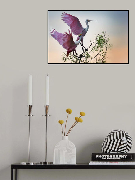 Two Roseate Spoonbills Poster och Canvastavla