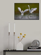 Two snowy egrets Poster och Canvastavla