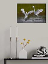 Two snowy egrets Poster och Canvastavla
