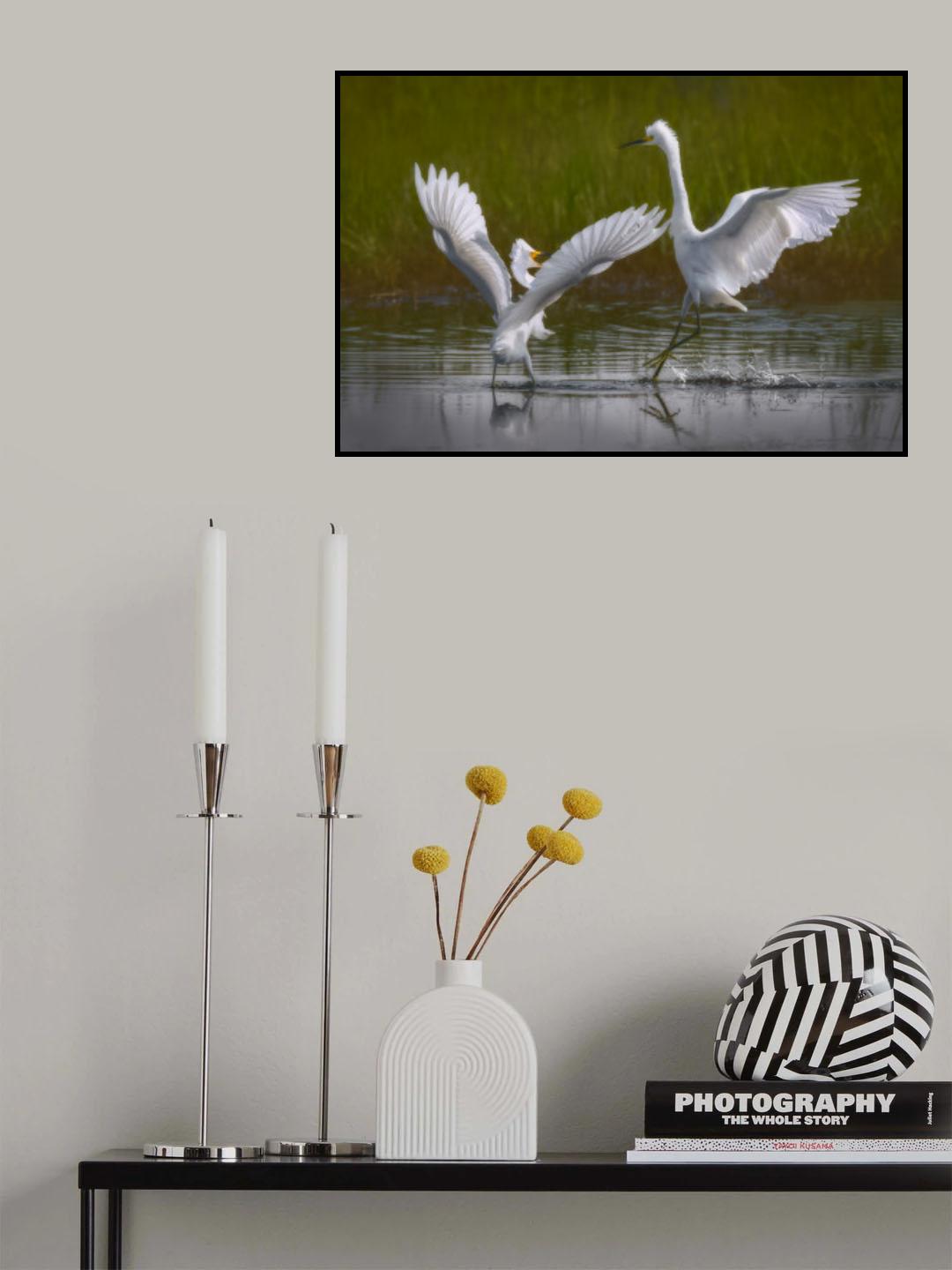 Two snowy egrets Poster och Canvastavla