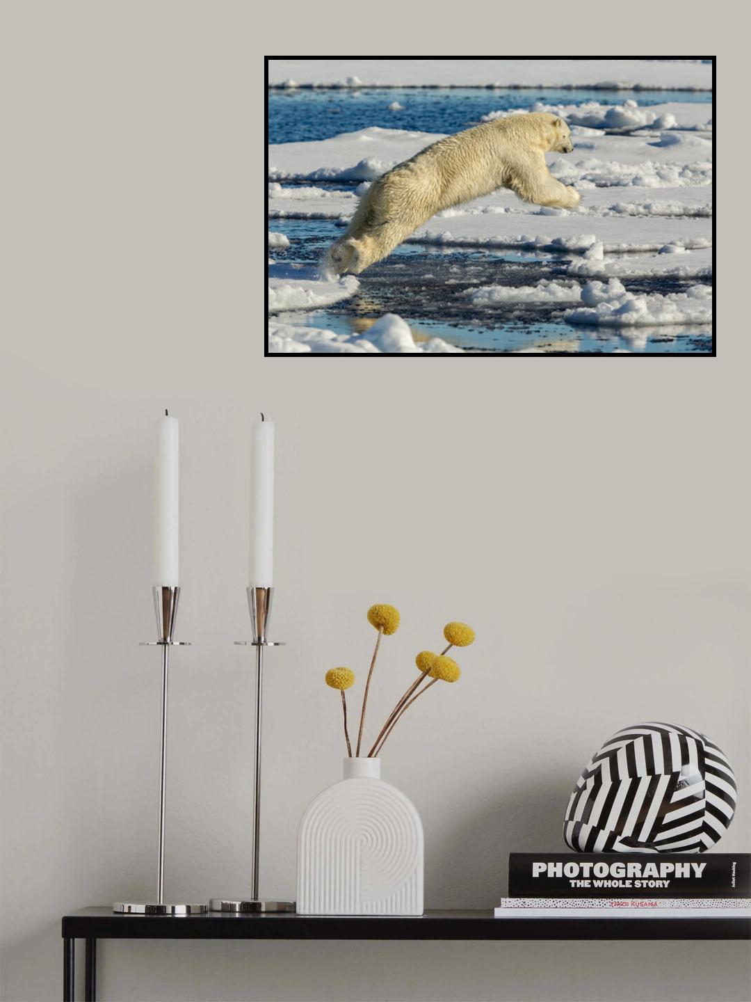 Polar bear jumping Poster och Canvastavla