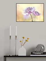 Pink Astrantia Poster och Canvastavla