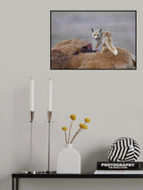 Desert Fox with a carcass Poster och Canvastavla