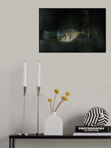 Aquarium Poster och Canvastavla