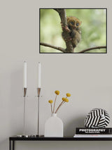 Smaller Apes in The World Poster och Canvastavla