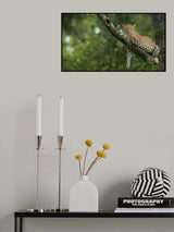 Spotted Beauty Poster och Canvastavla