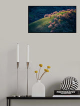 Sunset in the primitive wild apricot forest Poster och Canvastavla