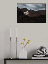 Dogs of Iceland Poster och Canvastavla