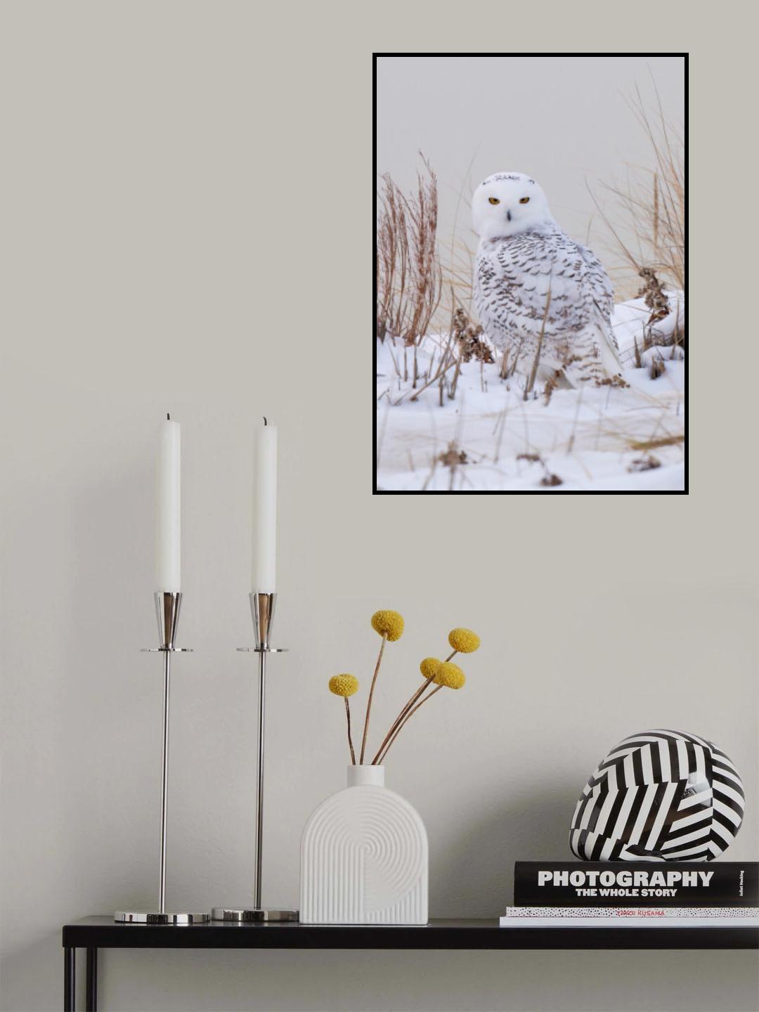 Snowy owl Poster och Canvastavla