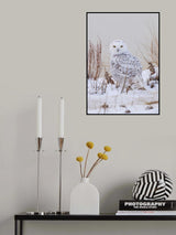Snowy owl Poster och Canvastavla