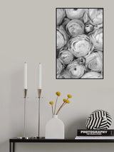 Gray ranunculus Poster och Canvastavla