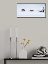 Sled dogs race - 1 Poster och Canvastavla