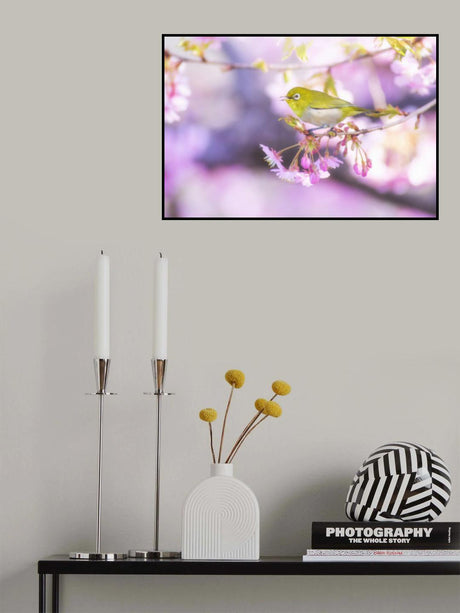 Zosterops japonicus Poster och Canvastavla