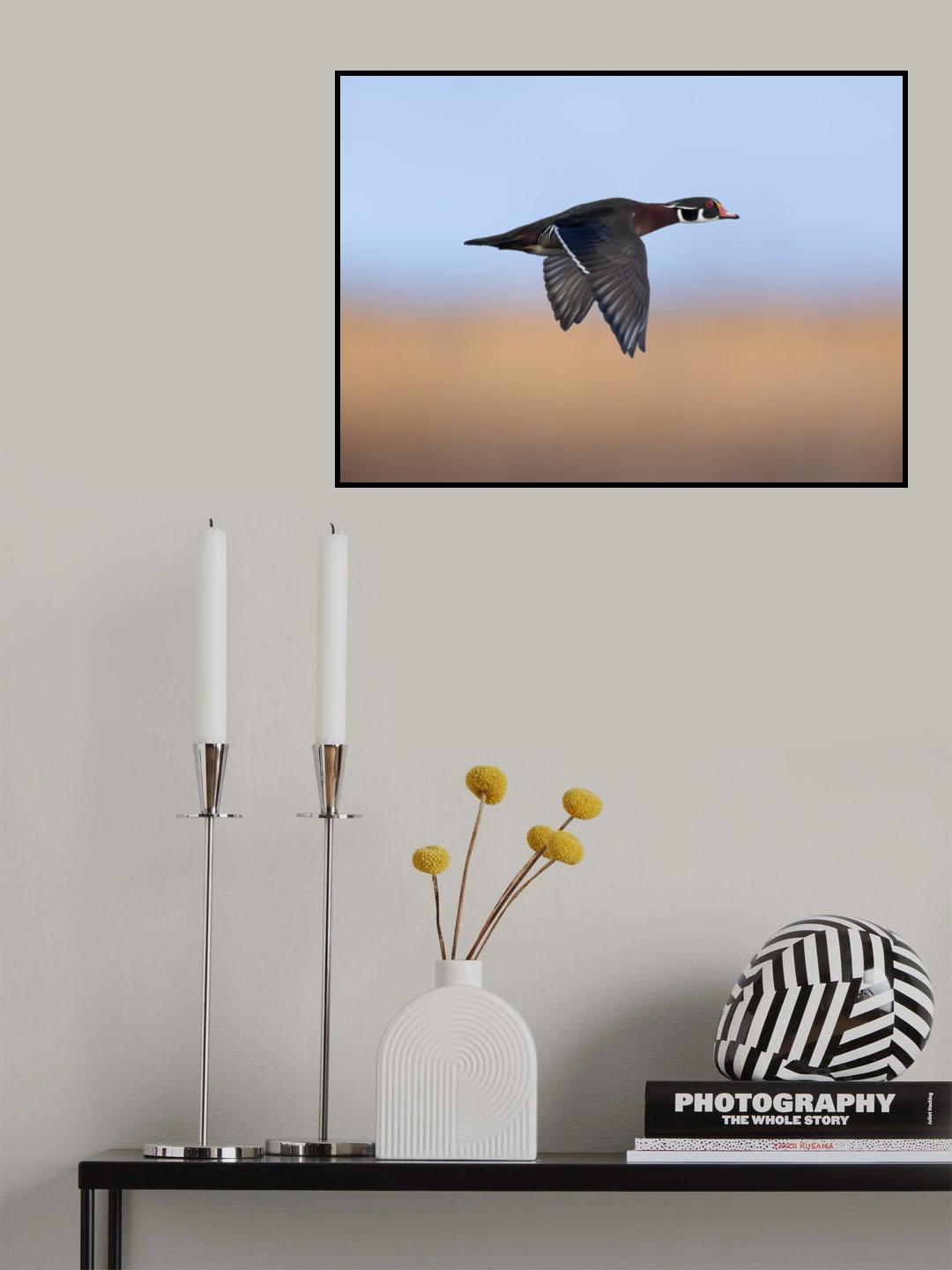 Mandarin Duck Poster och Canvastavla