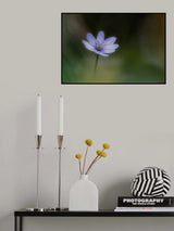 Windflower Poster och Canvastavla
