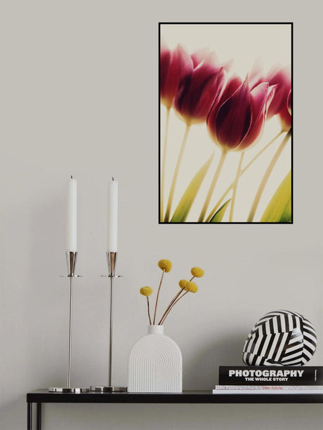 tulips Poster och Canvastavla