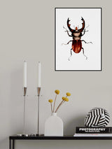 Stag beetle or Lucanus cervus Poster och Canvastavla