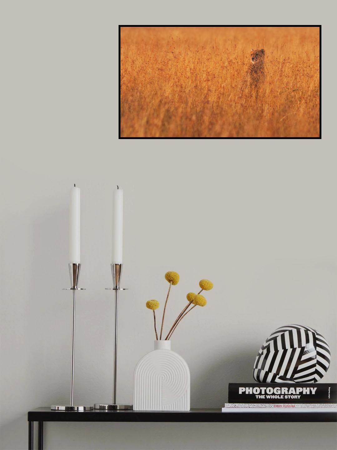 Golden Boy Poster och Canvastavla
