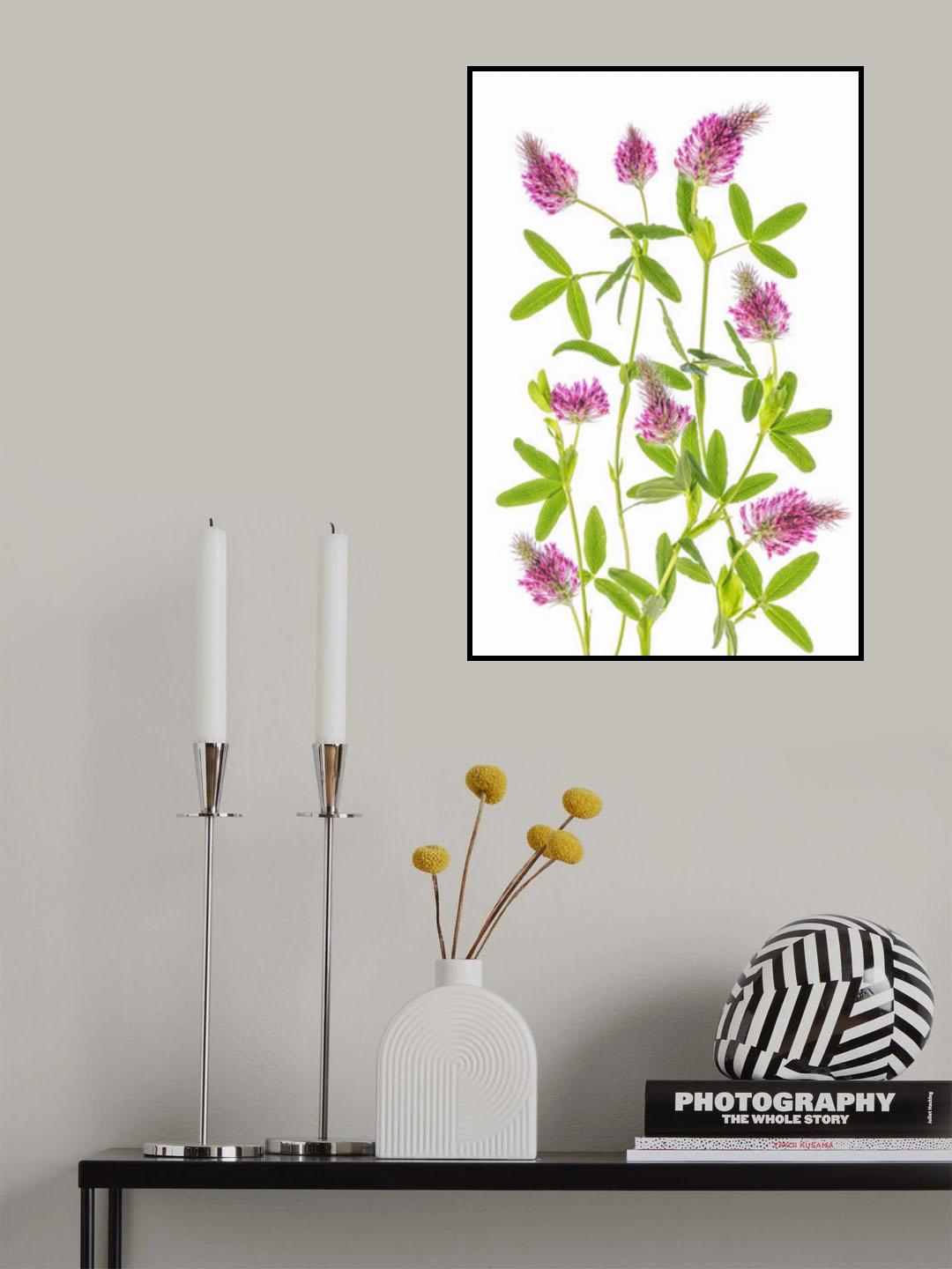 Trifolium Poster och Canvastavla