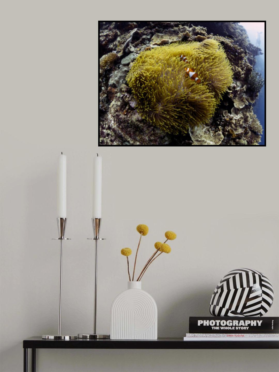 Anemone and Anemone Fish Poster och Canvastavla