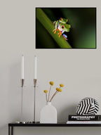 Peekaboo - Red-eyed tree frog Poster och Canvastavla