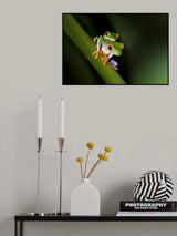 Peekaboo - Red-eyed tree frog Poster och Canvastavla