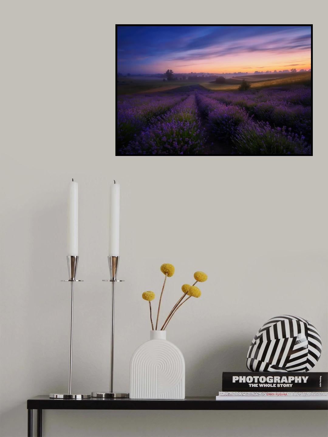 Lavender fields Poster och Canvastavla