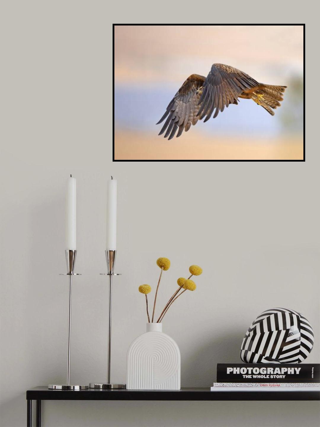 Black Kite Poster och Canvastavla