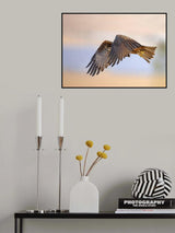 Black Kite Poster och Canvastavla