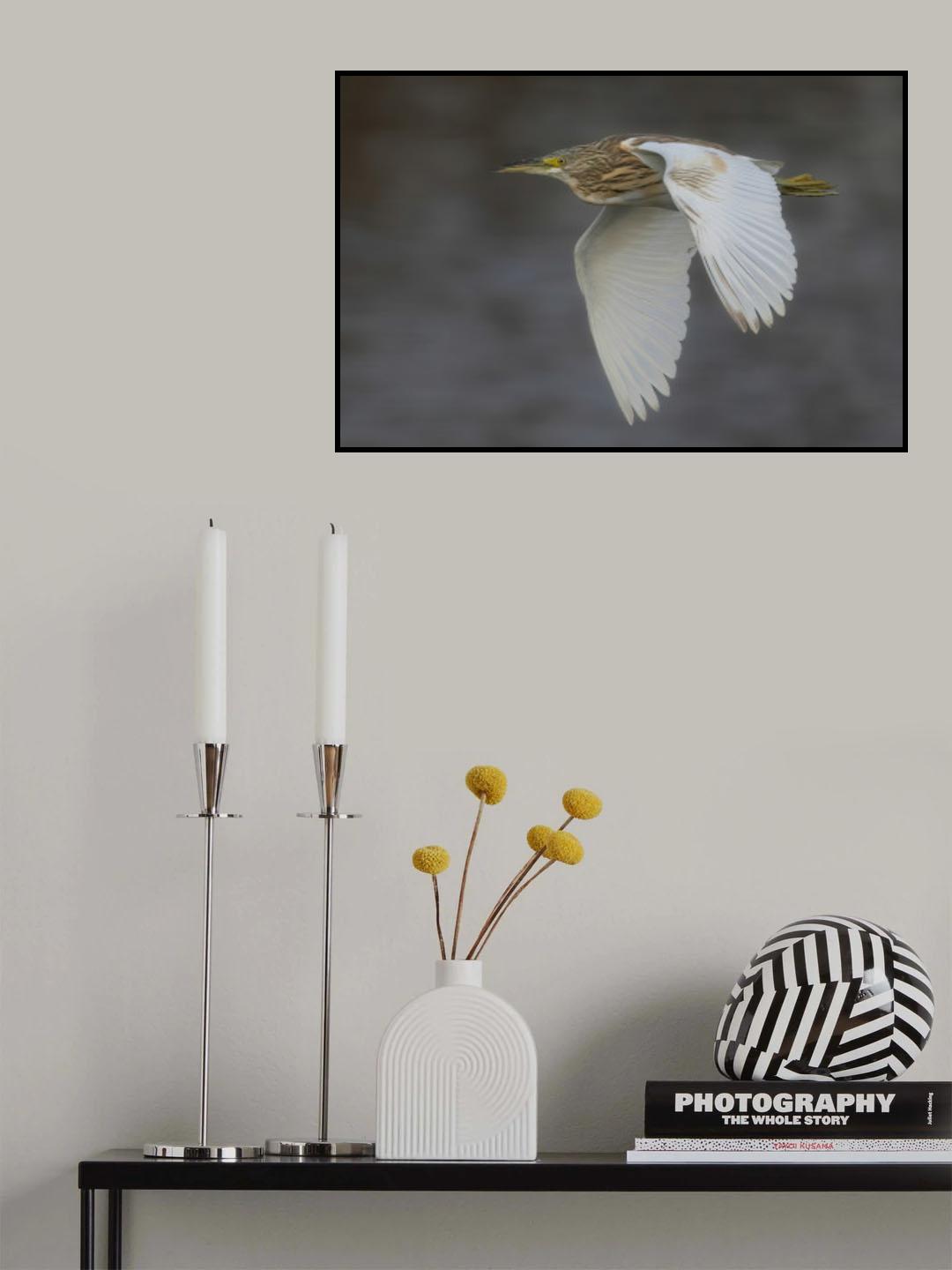 Squacco Heron Poster och Canvastavla