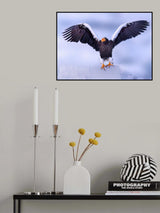 Sea Eagle in Hokkaido Poster och Canvastavla