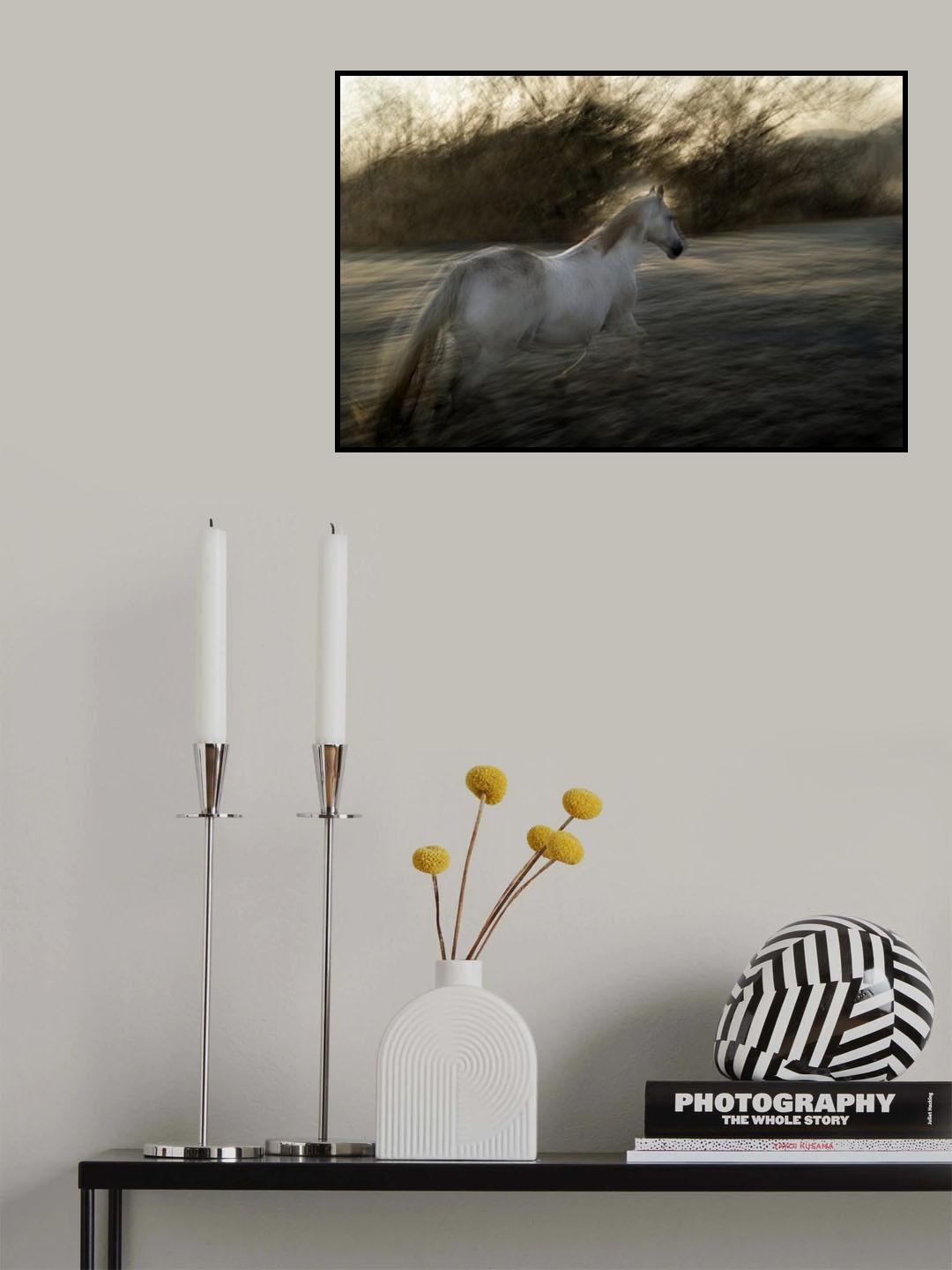 Lipizzan foal Poster och Canvastavla