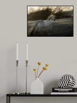 Lipizzan foal Poster och Canvastavla