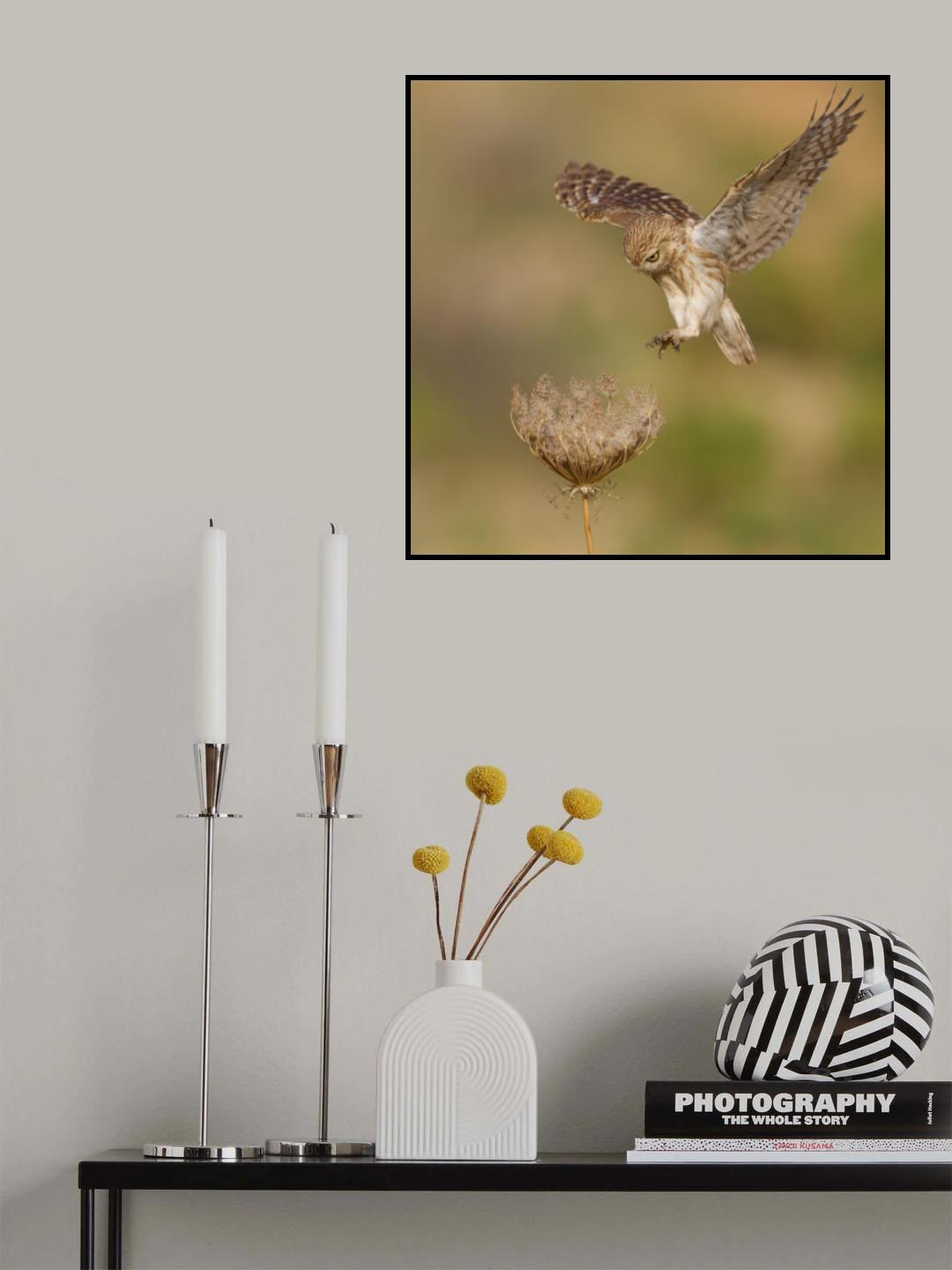 Little owl Poster och Canvastavla