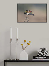 Goldfinch landing Poster och Canvastavla