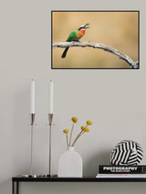 Bee eater, eating a bee Poster och Canvastavla