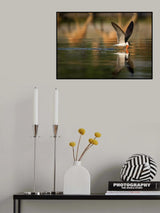 The African Skimmer Poster och Canvastavla