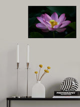 Lotus 2 Poster och Canvastavla