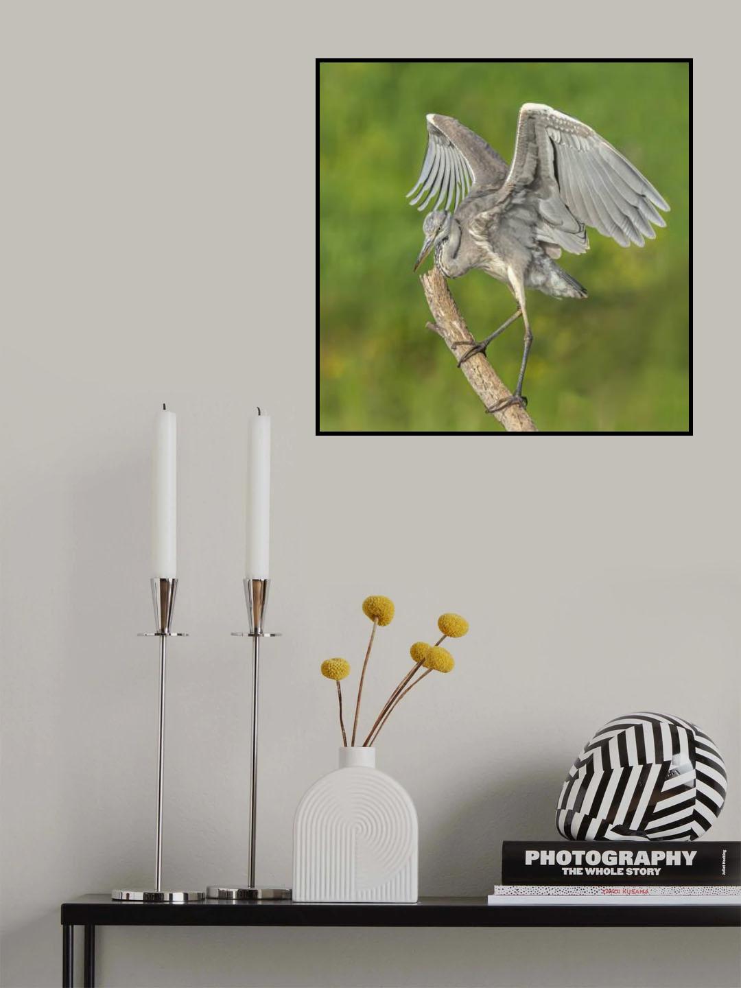 Grey heron Poster och Canvastavla
